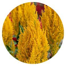 Photo of Century Yellow Cockscomb