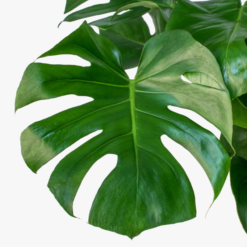 Monstera Deliciosa Leaf