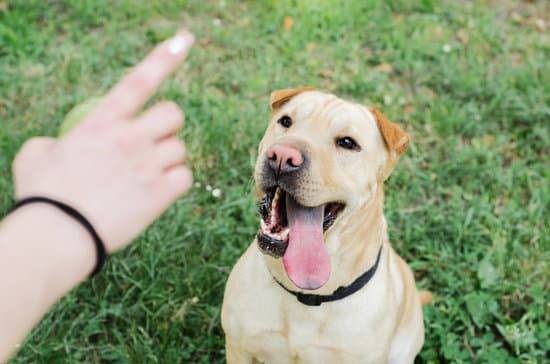 A dog sits in grass and looks at its owners hand as it gives them a command