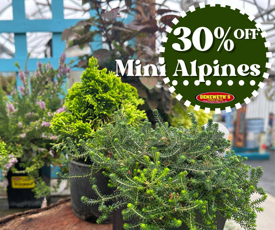 30% off Miniature Alpines