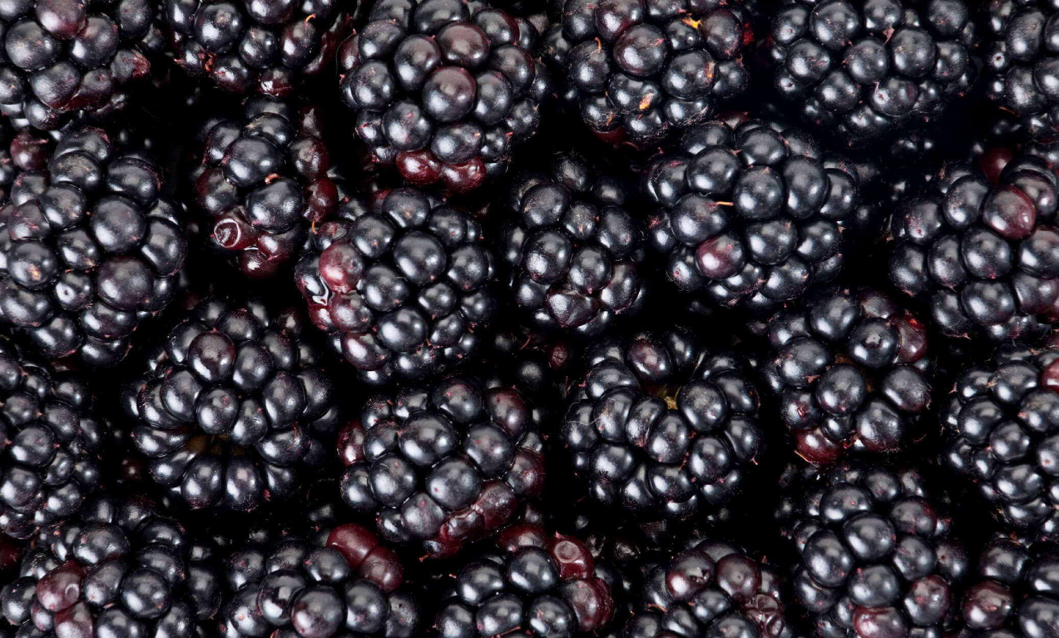 are wild blackberries bad for dogs