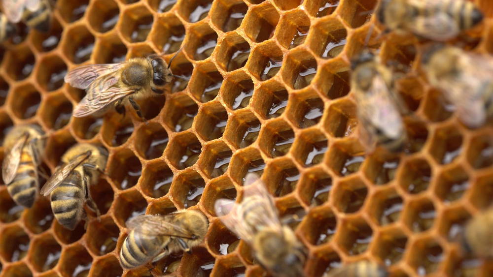 Bee fanning to evaporate honey