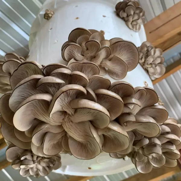 Learn How to Grow Mushrooms in Buckets & Containers