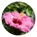Photo of Summerific® Hibiscus