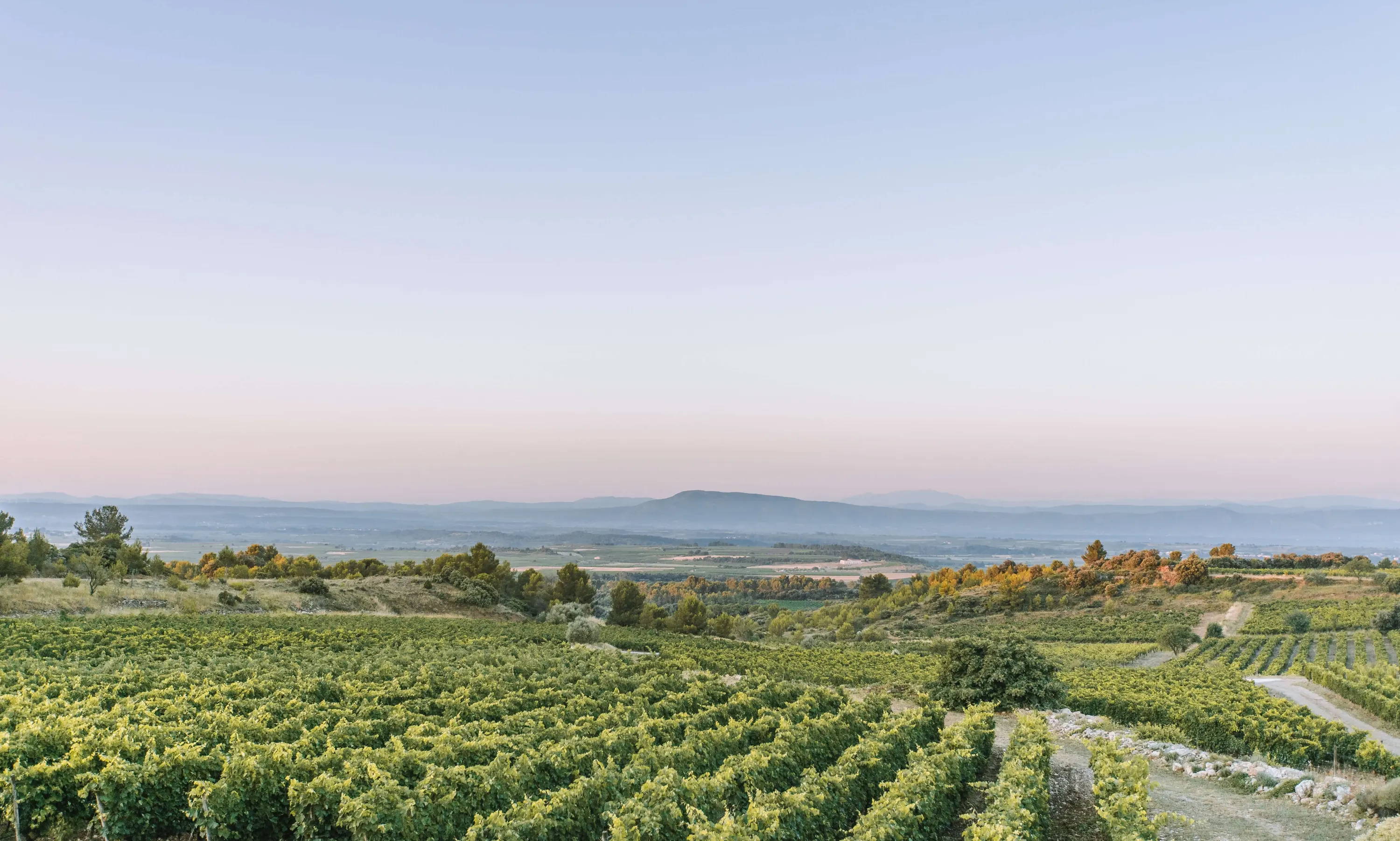 Le vignoble du Minervois, l'un des plus importants de la famille des vins AOC Languedoc