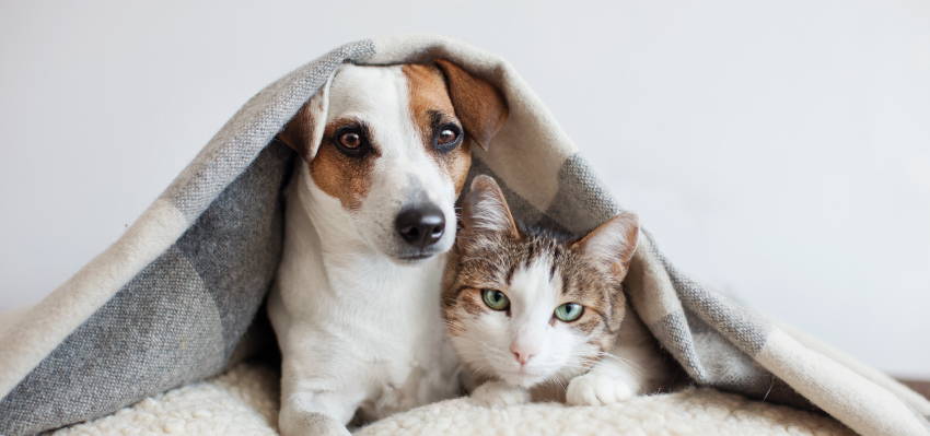 Image of a puppy and a cat sitting together under a blanket.