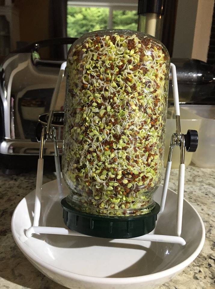 Fully sprouted broccoli sprouts