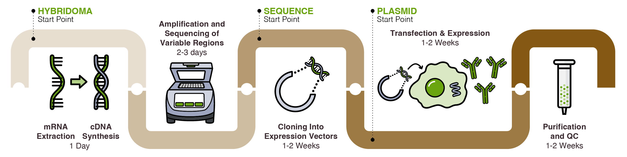 Recombinant Antibody Production Timeline