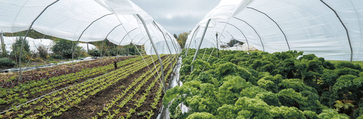 Vegetables growing under row covers