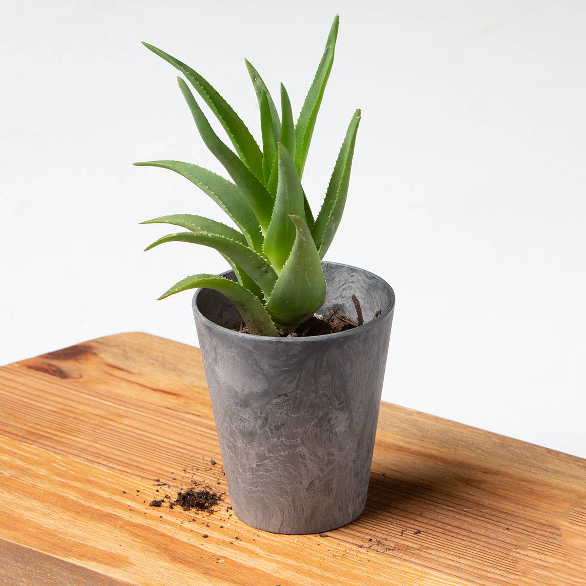 Gray round planter with a succulent sitting on a table