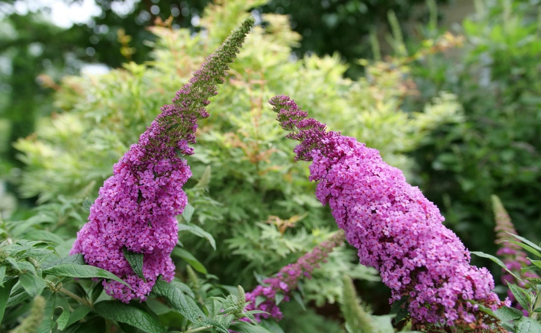 Photo of Pugster Pinker® Butterfly Bush