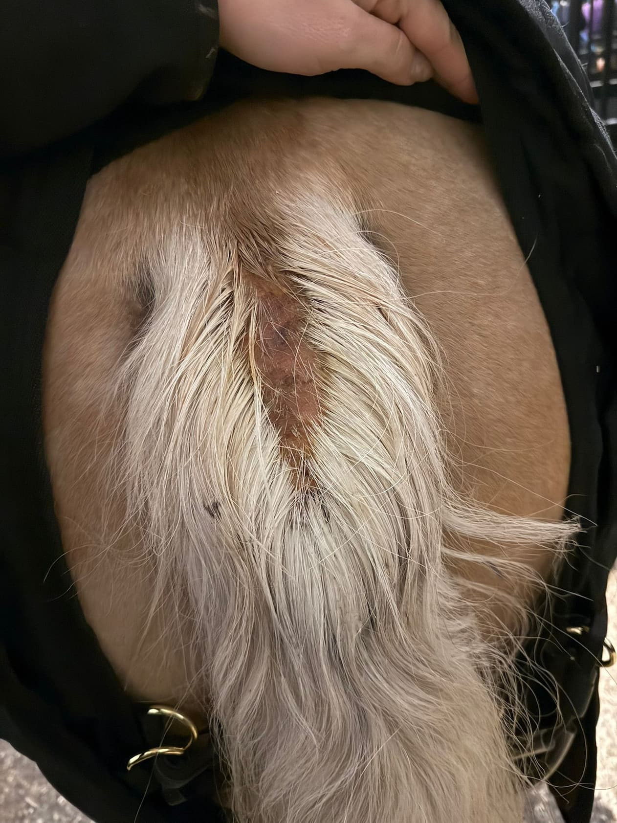 Close-up of a horse's rear end with a visible tail.