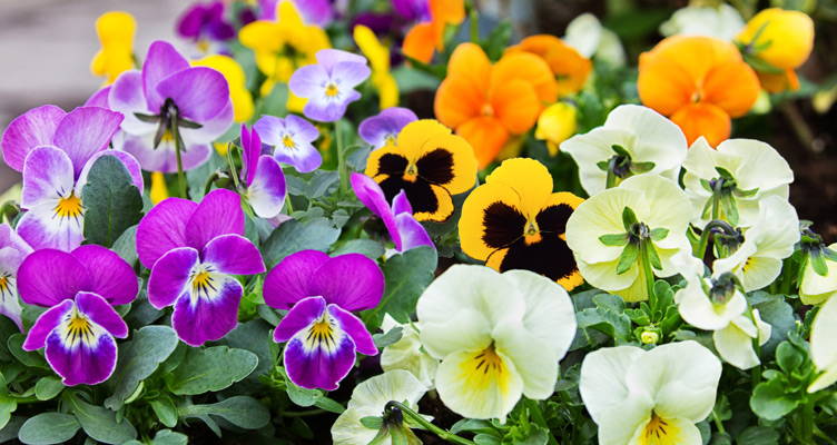 Les violettes de petites plantes solides au caractère tout doux