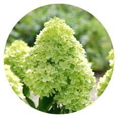 Photo of Little Lime Hydrangea 