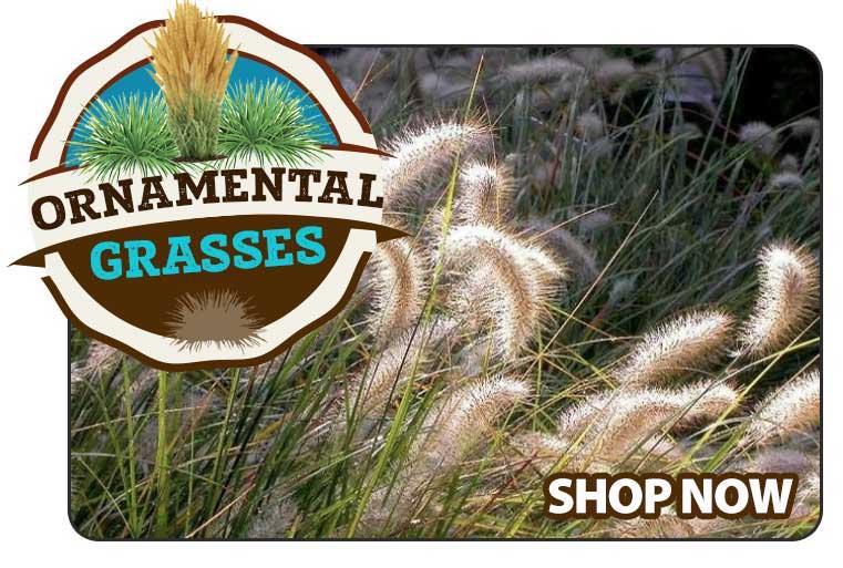 Shop Ornamental Grasses 