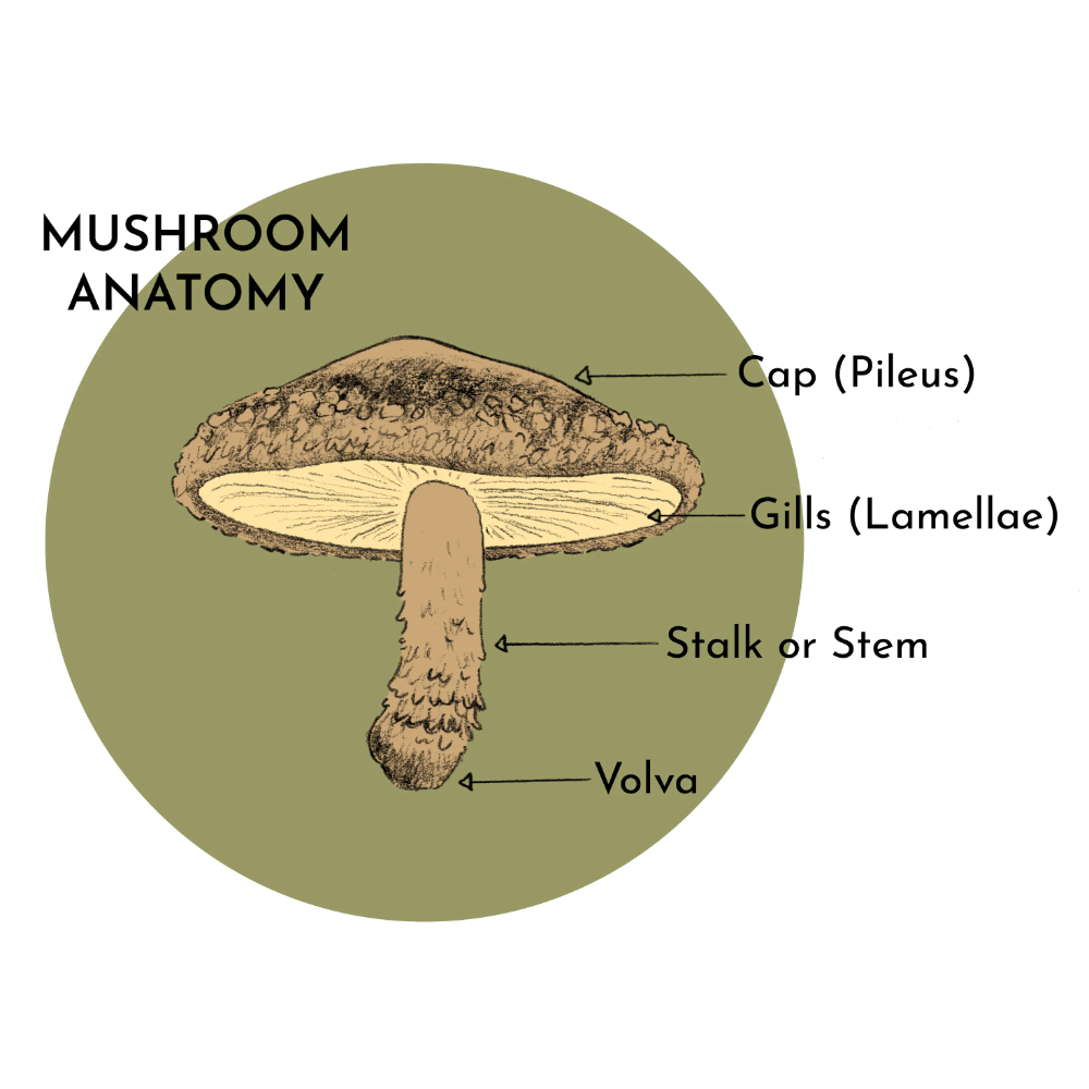 When mushrooms go in the lab: growing design
