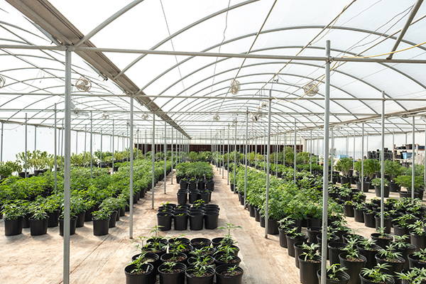 our hemp farm in colorado