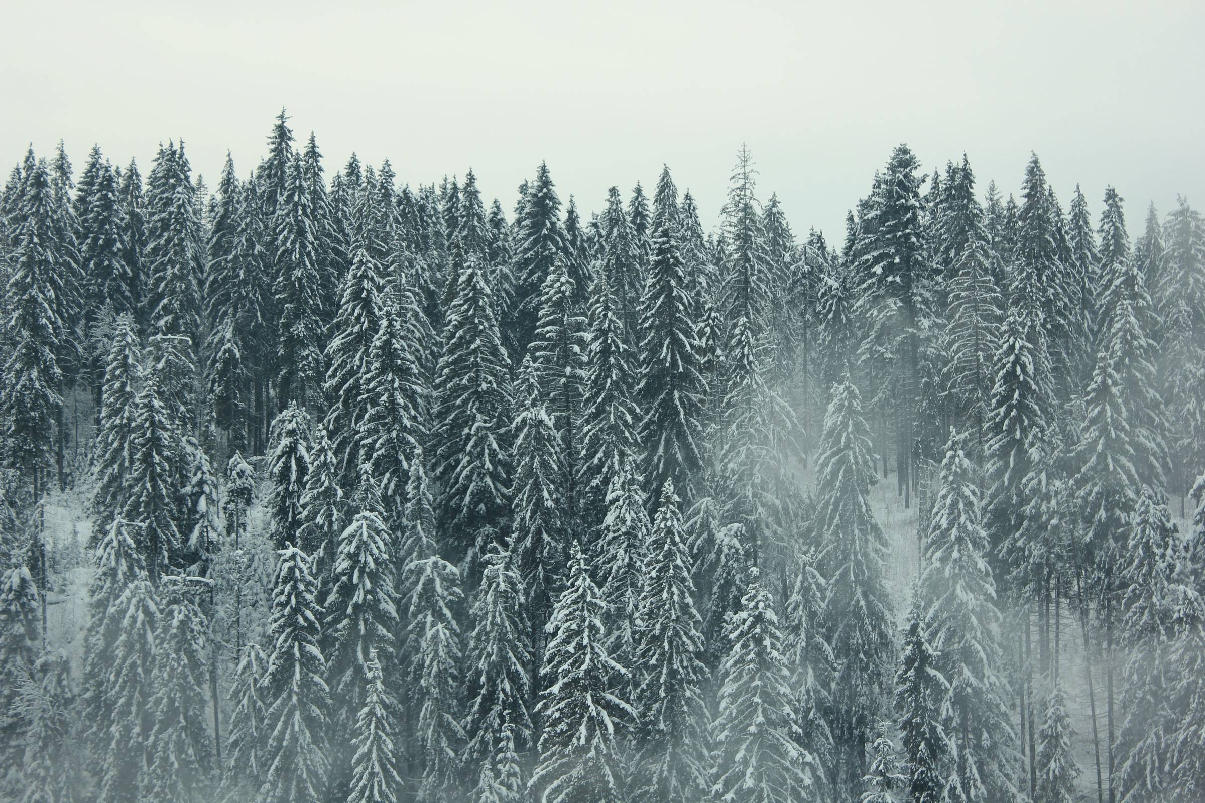 Snow-covered pine trees