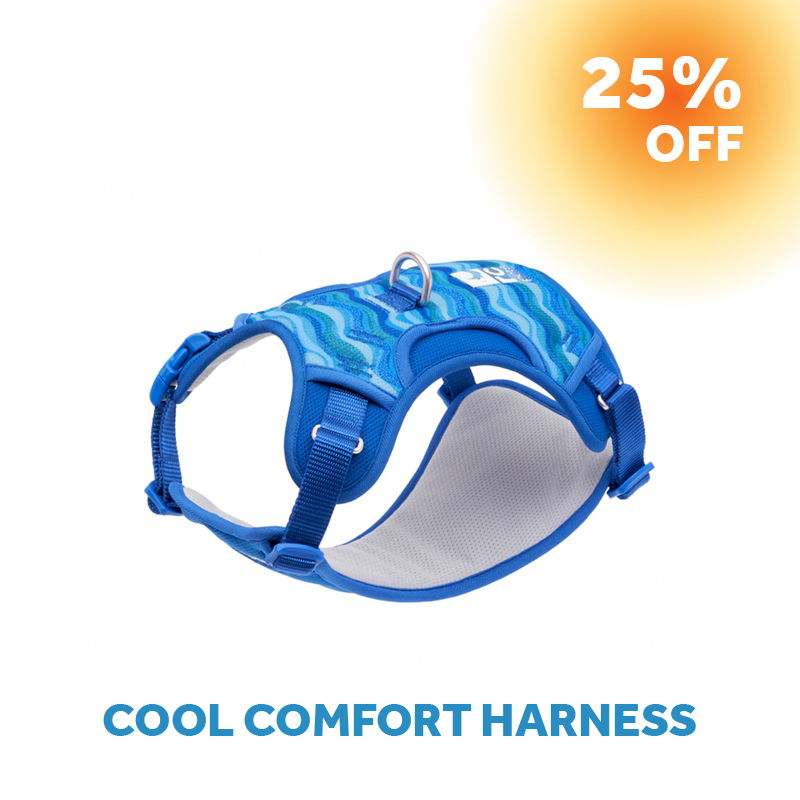 Blue dog harness with a 