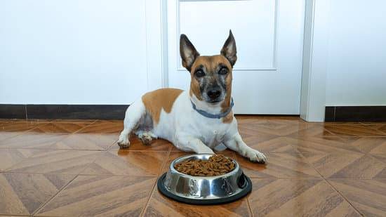 A Jack Russell Terrier lays on a wood floor in front of a bowl of food