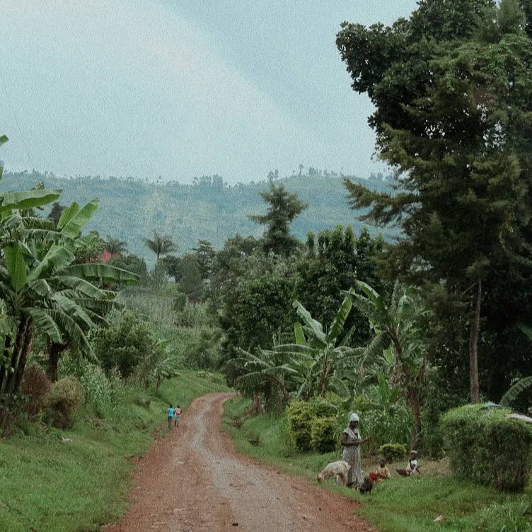 Straße in der Kaffeeregion am Mount Elgon in Upper Bukyabo im Osten Ugandas