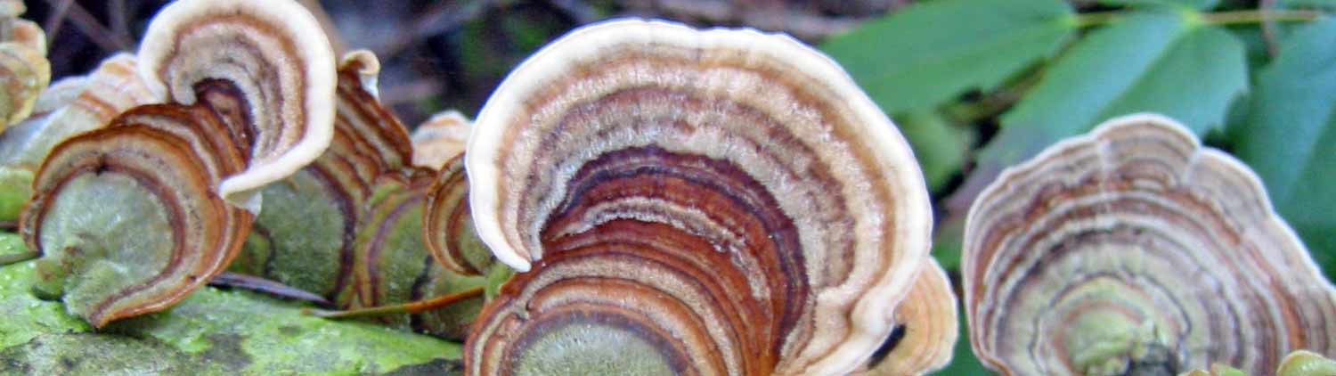 How to make mushroom growing straw blocks