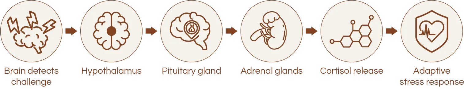Icons representing the Body's Stress Communication Network