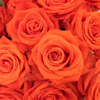 Orange Roses - What do orange roses mean