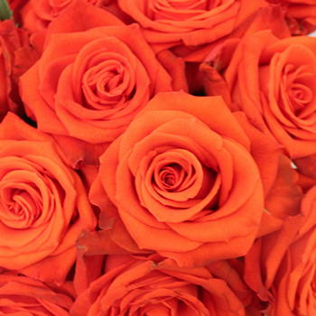 orange roses images