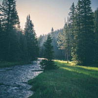 Woods with a river running through it