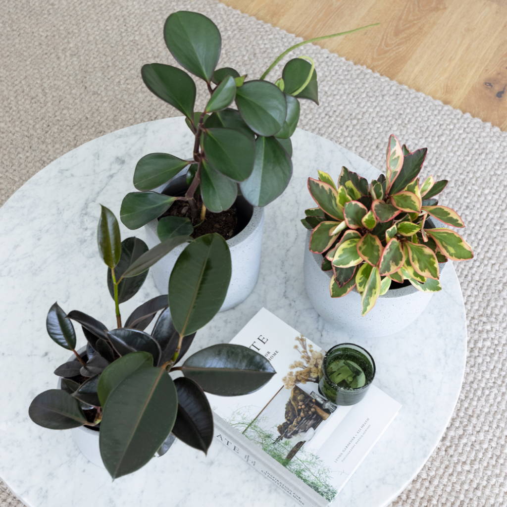 Group of three Indoor Plants on Coffee table with accessories at The Good Plant Co