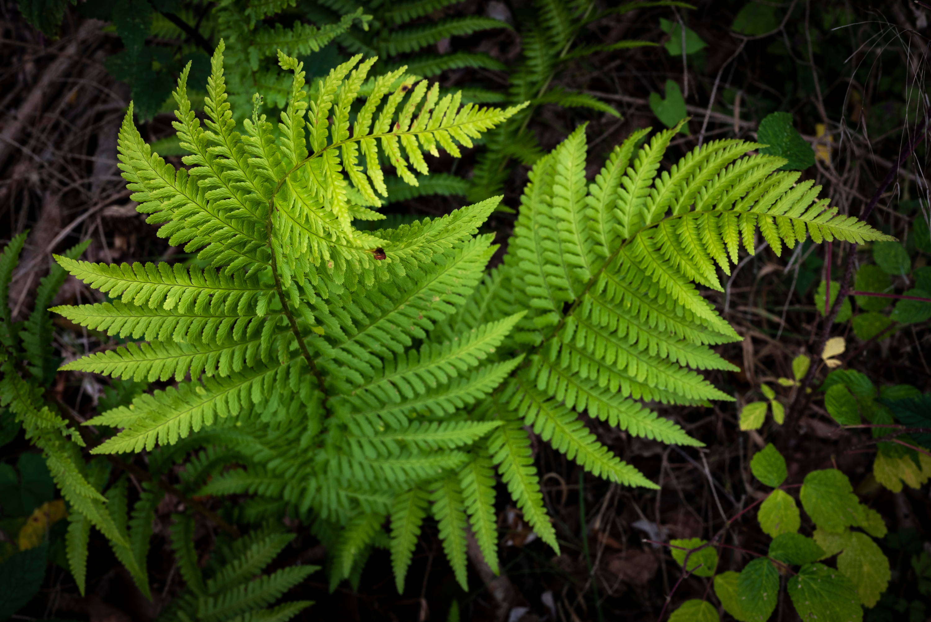 lay ferns
