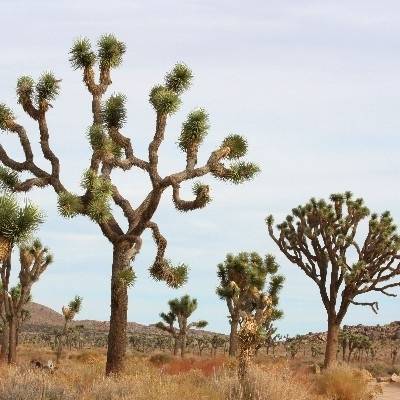 Joshua trees in the desert.