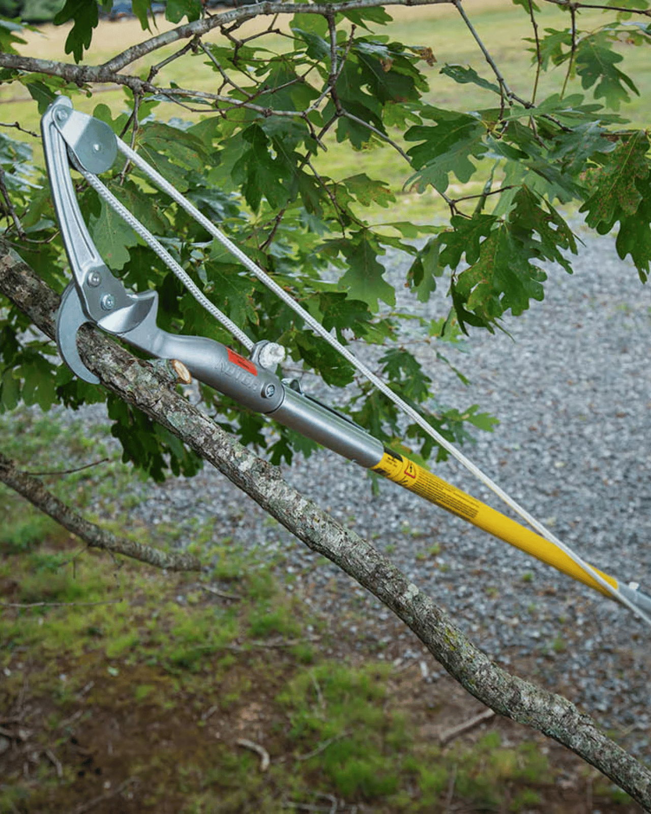 A pruning tool hanging from a tree branch.
