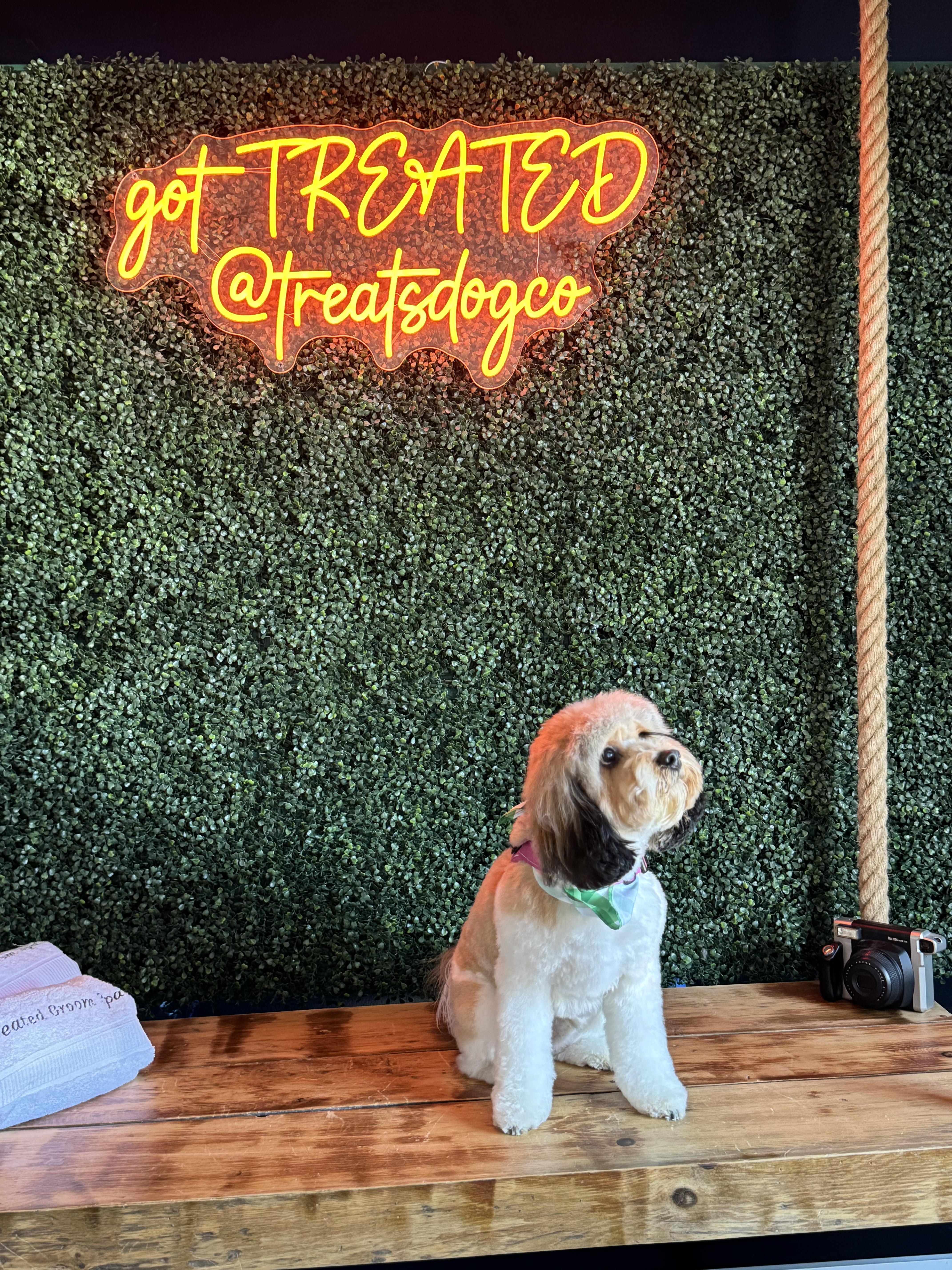 Groomed dog posing beneath the illuminated Treated sign