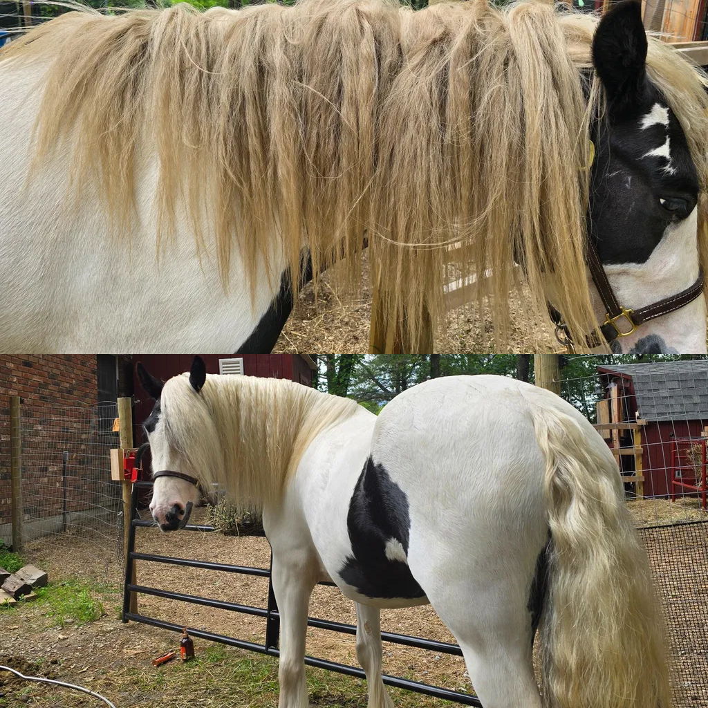 FRESH START DUO Results_Jezebel Neighs.
