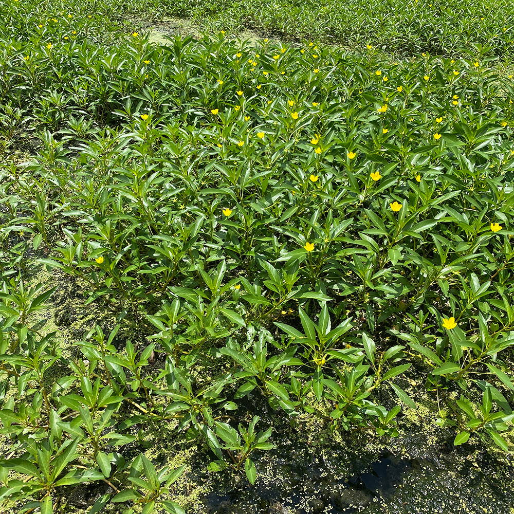 flowering water primrose