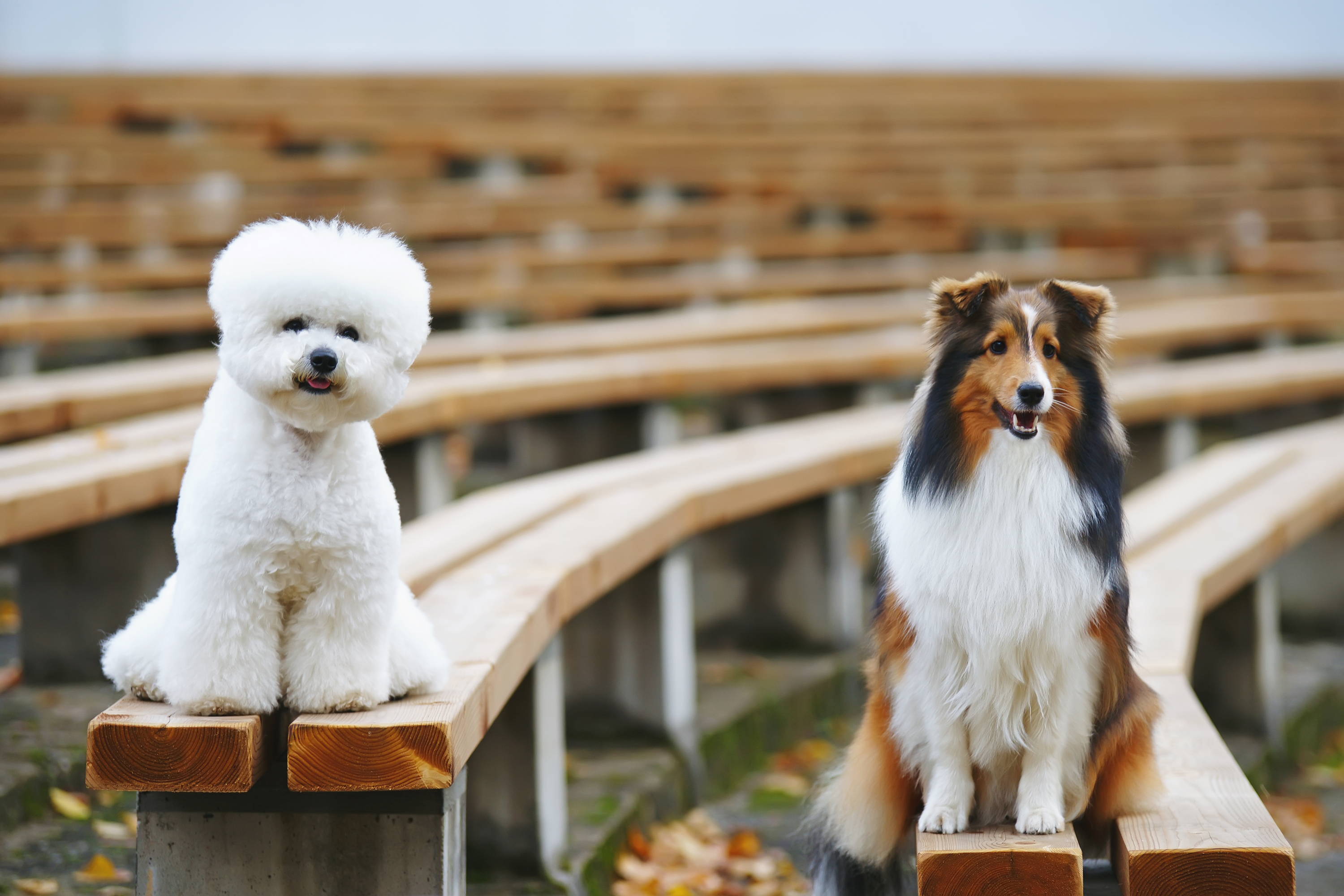 Bichon & Sheltie | Bone Idol How To Stop Dogs Barking | Guide