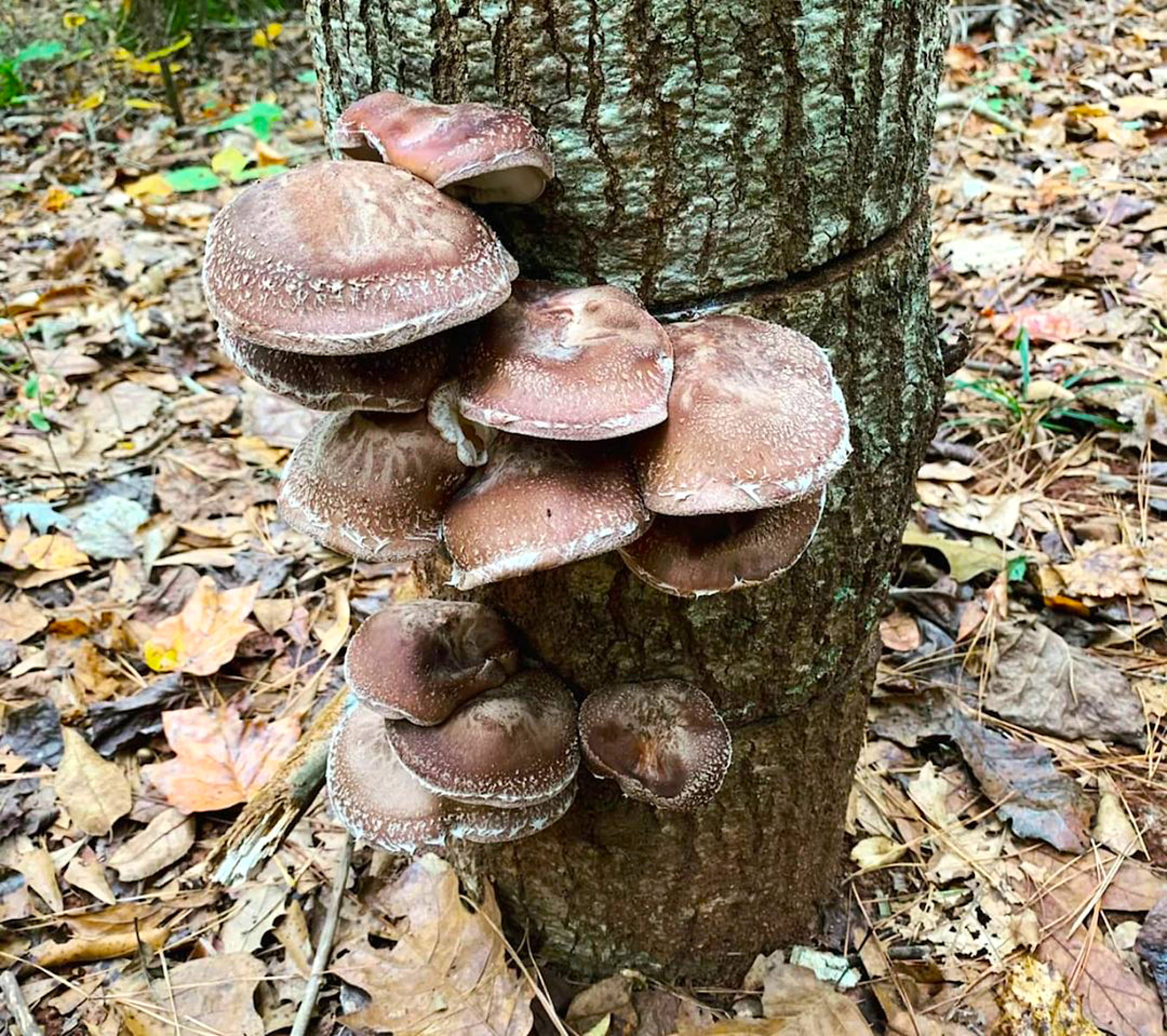 galon sağlamak uykum var  All About Shiitake Mushrooms – North Spore