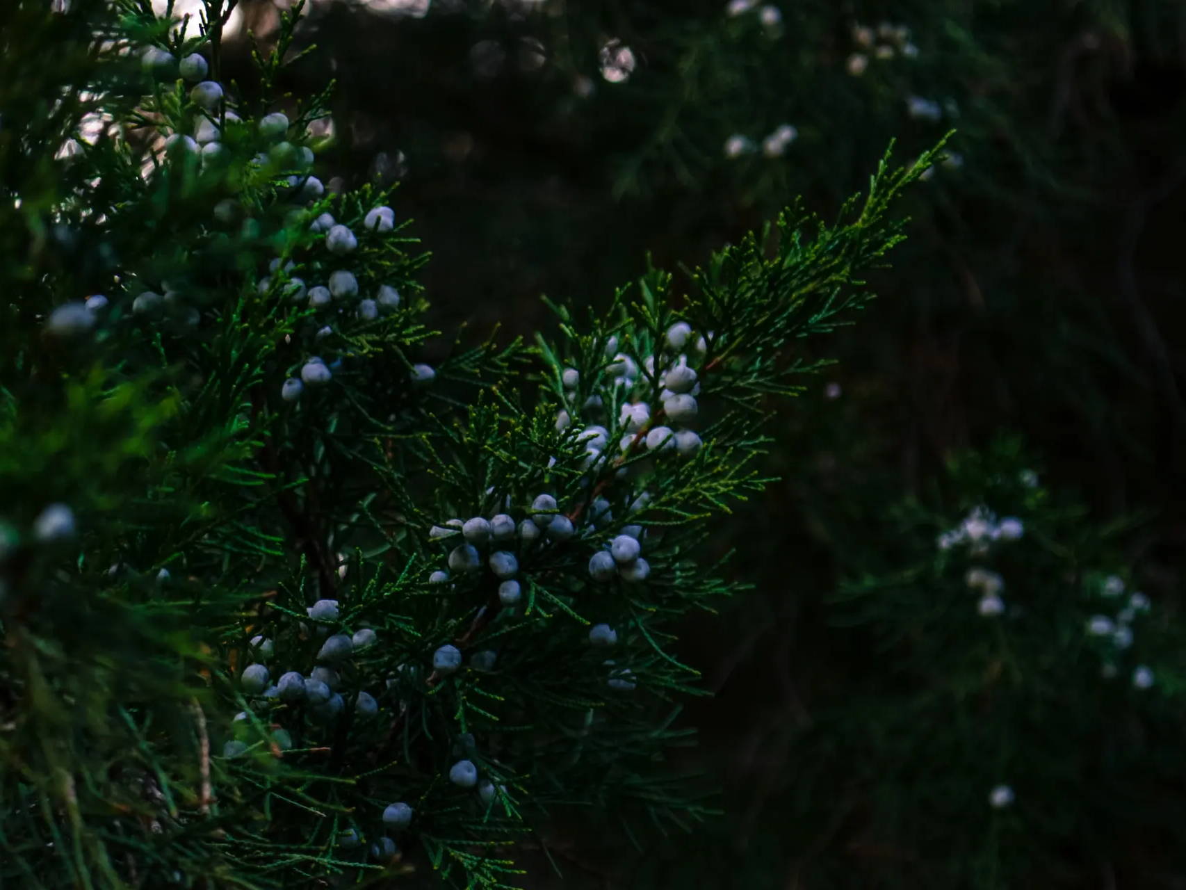 Close-up of a juniper bush