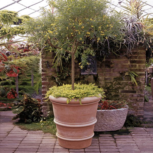 The Italian Terracotta Francese Vase from Boxhill featured in a greenhouse with a thriving tree planted in it.