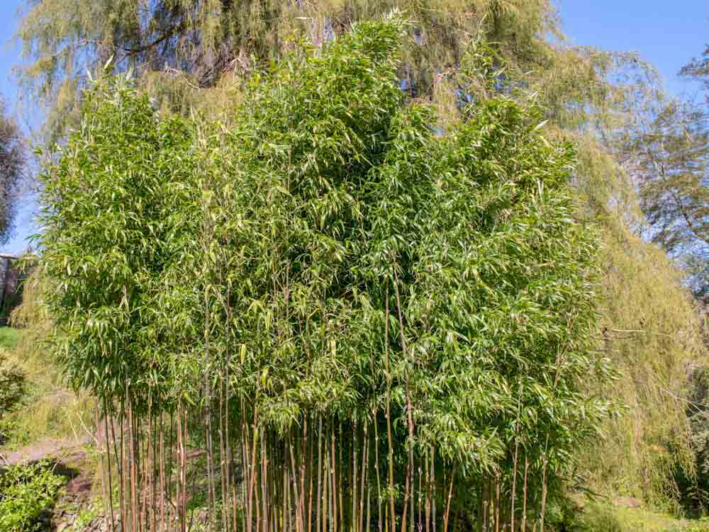 Bamboo Plants in Yard