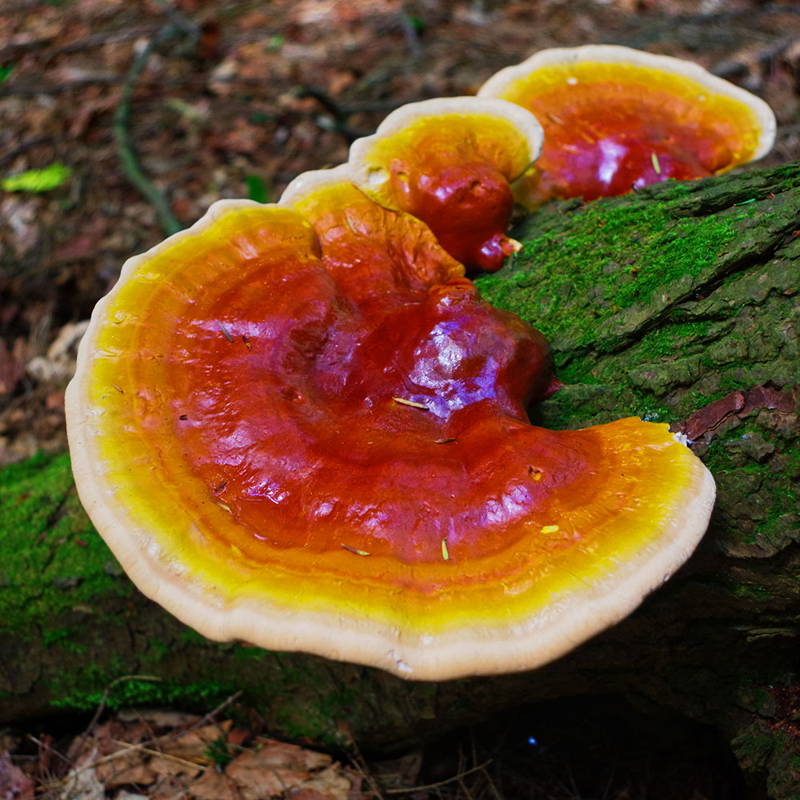 Reishi mushroom