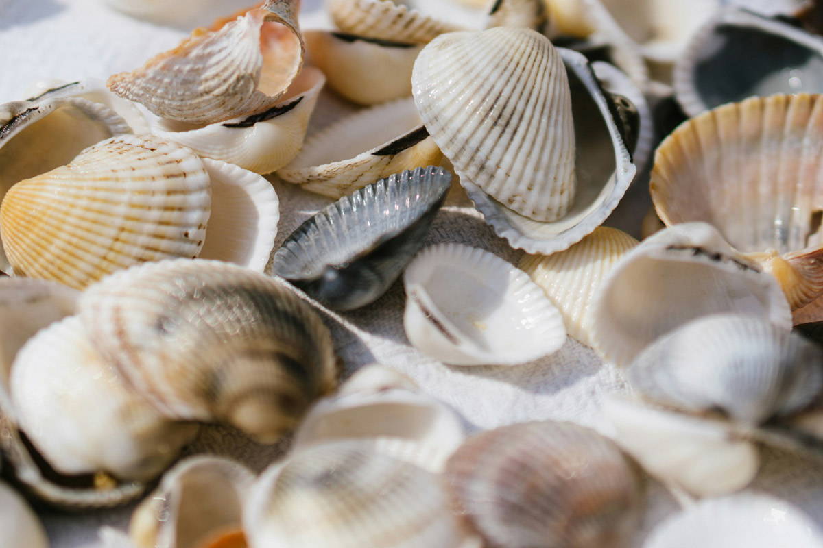 Empty shells on a beach