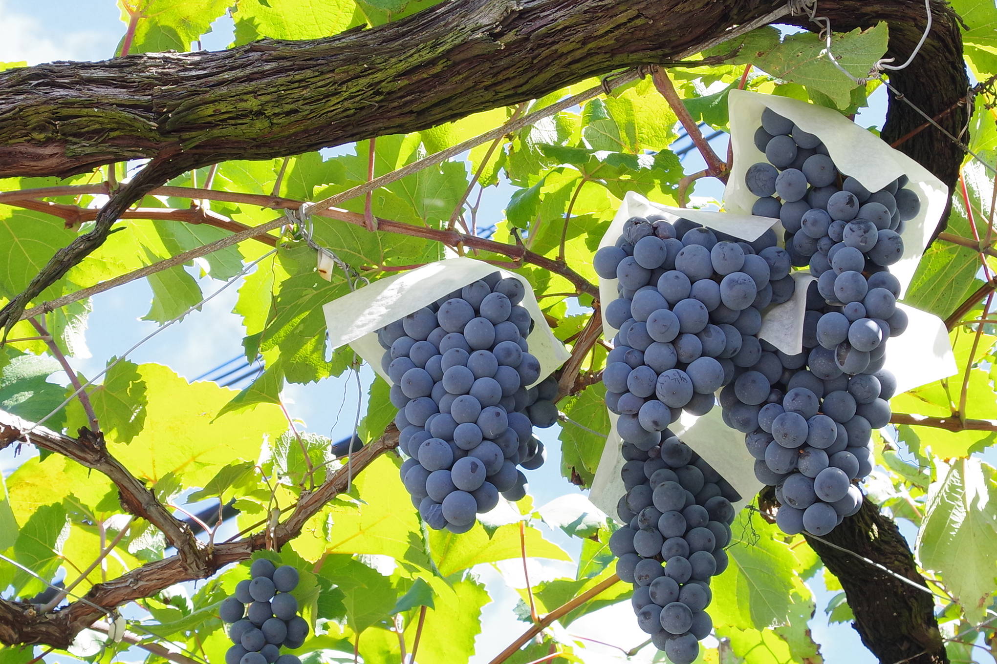 今回の限定醸造ワインは、勝沼地区で大切に栽培されている日本固有種のブドウ、マスカット・ベーリーAを100％使用。