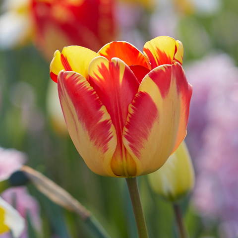 la tulipe bulbe à fleur printanier