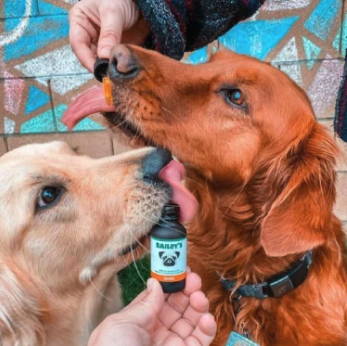 Dogs loving Baileys CBD Oil for Dogs