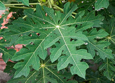 Carica papaya, courtesy of https://commons.wikimedia.org/wiki/User:Joydeep