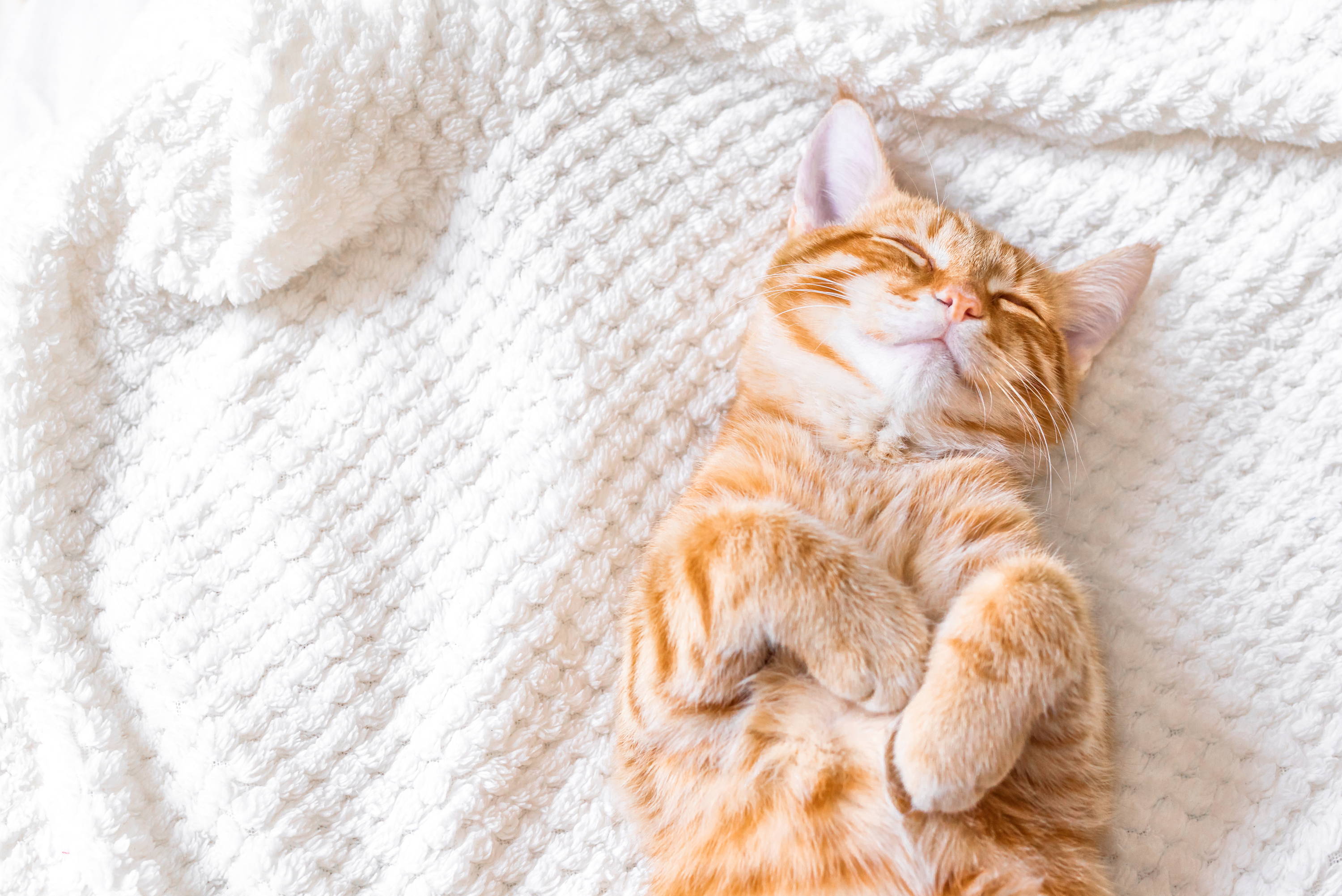 Good sleep helps to promote dog gut health and cat gut health.Researchers have found that good-quality sleep promotes greater diversity in the gut microbiome