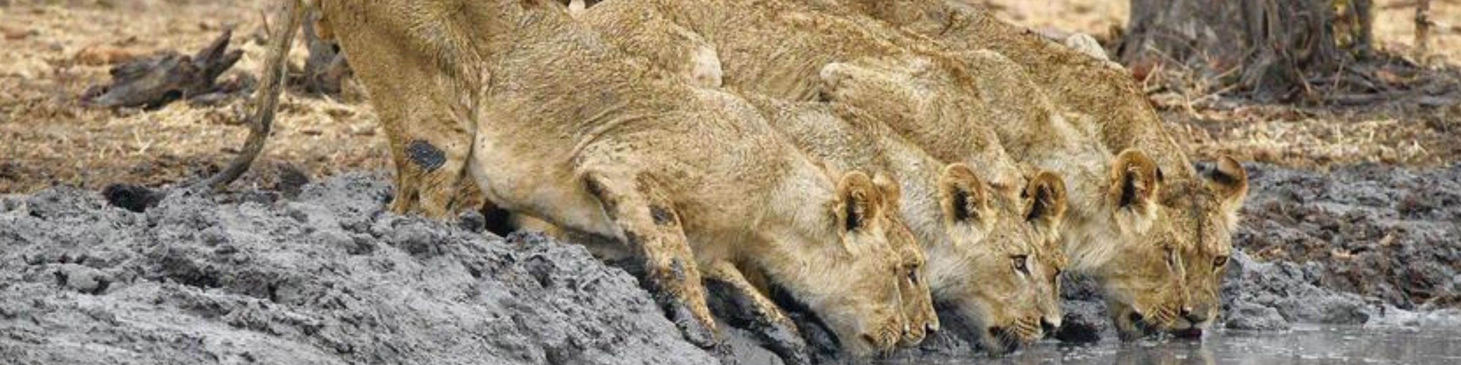Botswana_Lions Drinking_Camp Kazuma